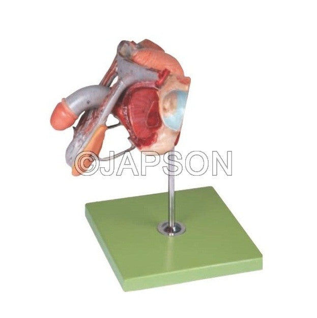 Human Male Genital Organs Human Male Genital Organs